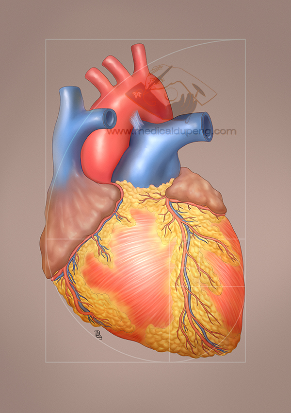 心脏正面观 - 医学插画师-动画师-阿杜的原创生物医学可视化社团作品